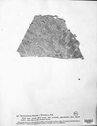 Sporotrichum foliorum image